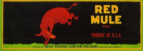 Red Mule